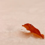 Tenneville sous la neige : Une série de photos plein de douceur