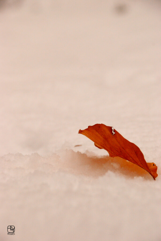 Tenneville sous la neige : Une série de photos plein de douceur